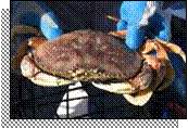 Tasty Dungeness crab!