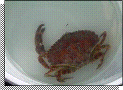 A big red rock crab in a bucket